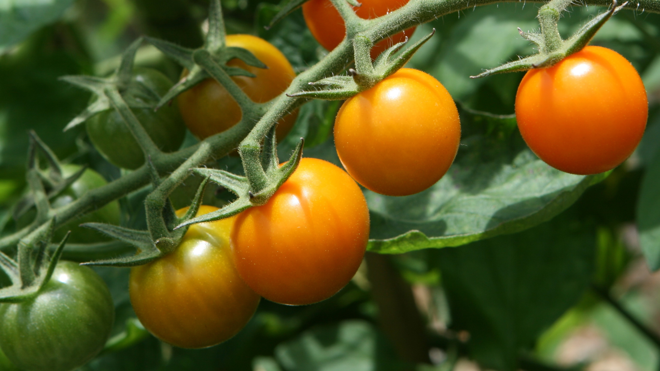 Sungold Tomatoes